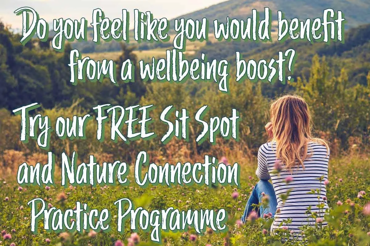 A quiet woodland sit-spot clearing surrounded by trees, a possible location for outdoor therapeutic sessions